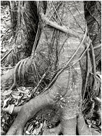 Veiny Trunk: Near Waimea, HI, USA (2016) - Black and white fine art photograph of a stout tree trunk wrapped in layers of vines like a muscled arm
