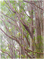 Angled Branches, Mist: Near Waimea, HI, USA (2016) - Fine art photo showing tall trees with slender angled branches and bright leaves against a backdrop of thin fog