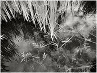 Brilliant Reeds, Reflections: Salmon Arm, BC