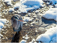 Heron, Frost: Salmon Arm, BC, Canada (2017) - Fine art wildlife photograph showing a Great Grey Heron standing in swampy water, surrounded by bright hoar-frost and sun-lit snow