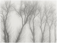 Grey Day, Silhouetted Trees: Salmon Arm, BC, Canada (2017) - Black and white fine art photograph of tree skeletons, bare of leaves, grey and lifeless against a dull and foggy sky