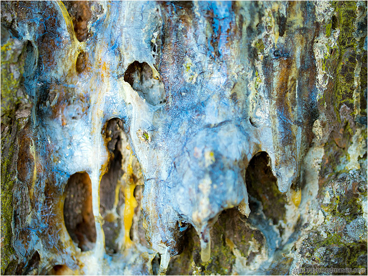 Tree Bark, Hardened Sap: Near Salmon Arm, BC, Canada (2017-01-29) - Fine art macro photograph showing textures and colours in a mass of hardened pine sap