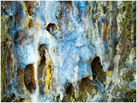 Tree Bark, Hardened Sap: Near Salmon Arm, BC, Canada (2017) - Fine art macro photograph showing textures and colours in a mass of hardened pine sap