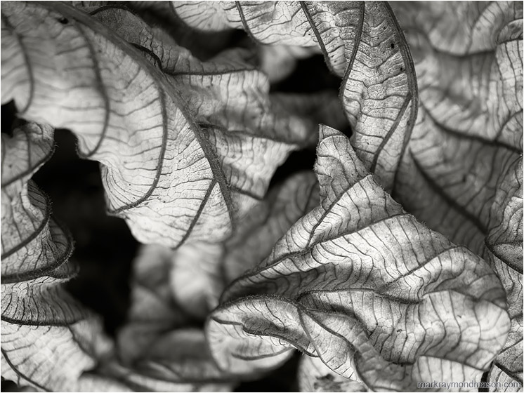 Curled Leaves, Darkness: Near Vinales, Cuba (2017-02-22) - Abstract black and white photograph showing a curled, dried leaf, in beautiful soft light with a velvet black background