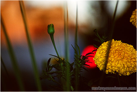 Abstract photograph of flash-lit potted flowers set against a dark, threatening urban background