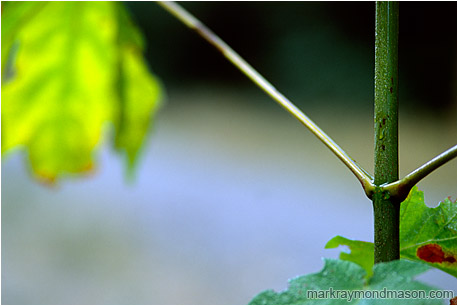 Macro photograph showing drops of water coating the stem of a plant and leaf highlights against a soft blurry background