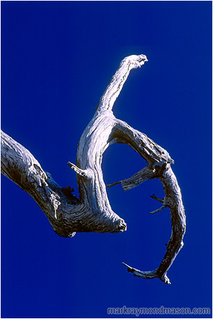 Abstract photo of a white, sickle-shaped branch against a pure blue sky