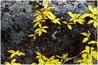 Fall Leaves, Granite: Near Joffre Lakes, BC, Canada (2002) - Fine art nature photograph of brilliant yellow leaves splayed against dark granite