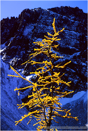Fine art nature photograph of a yellow larch tree against a rugged mountain background