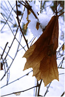 Faded Maple Leaf, Snowy Day: Squamish, BC, Canada (2002) - Fine art photo of a faded maple leaf hanging in bare branches against a brilliant background of snow