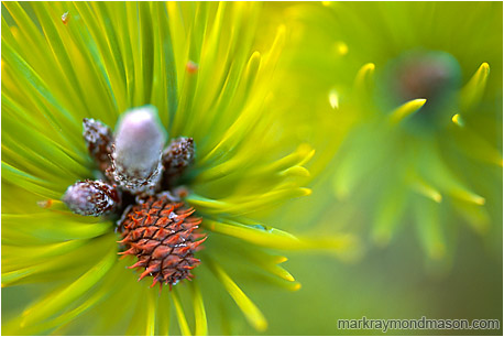 Abstract nature photograph of an explosion of tiny young fir needles