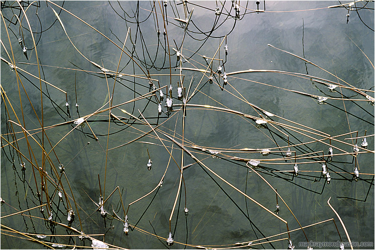 Reeds, Ice Drops: Near Squamish, BC, Canada (2003-00-00) - Fine art photograph of long reeds and frozen globes of ice floating in a brilliant pool of rippled water
