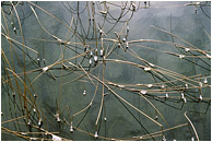 Reeds, Ice Drops: Near Squamish, BC, Canada (2003) - Fine art photograph of long reeds and frozen globes of ice floating in a brilliant pool of rippled water