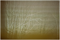 Alders, Blinds: Squamish, BC, Canada (2003) - Abstract photograph of bent alder trees behind blurred venetian blinds