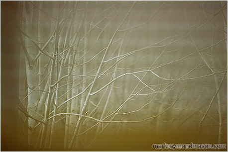 Abstract photograph of bent alder trees behind blurred venetian blinds