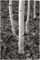 Four White Trees (B&W): Near Bryce Canyon, UT, USA (2003) - Fine art black and white photograph of four white tree trunks in a forest carpeted with silver dried leaves