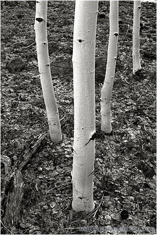 Fine art black and white photograph of four white tree trunks in a forest carpeted with silver dried leaves