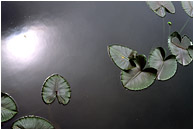 Scattered Lillies, Reflected Sun: Near Squamish, BC, Canada (2003) - Fine art photo of lilly pads and silver reflections on the surface of a lake