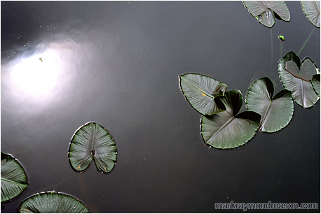 Fine art photo of lilly pads and silver reflections on the surface of a lake