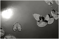 Scattered Lillies, Reflected Sun (B&W): Near Squamish, BC, Canada (2003) - Fine art black and white photograph of lilly pads in speckled grey water with a strong reflection of a cloudy sky