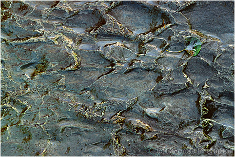 Abstract nature photograph of leaf on a water-worn patterned rock, in golden afternoon light