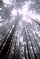 Soaring Trees, Fog: Seymour Park, BC, Canada (2003) - Abstract photo looking up through bright mist at the treetops
