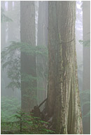 Forest, Fog: Seymour Park, BC, Canada (2003) - Fine art photograph showing a misty rainforest, the trees fading into a foggy background