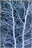 Brilliant Branches: Near Princeton, BC, Canada (2004) - Abstract photograph showing a cluster of luminescent tree branches against a dark background