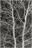 Brilliant Branches (B&W): Near Princeton, BC, Canada (2004) - Fine art black and white photograph of brilliant white frozen tree branches, lit from below by the white light of reflections from the snow