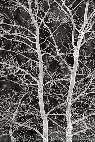 Fine art black and white photograph of brilliant white frozen tree branches, lit from below by the white light of reflections from the snow