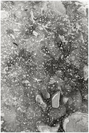 Snow Dusted Ice (B&W): Near Princeton, BC, Canada (2004) - Abstract black and white photograph of dusted snow covering an icy pool of rocks and leaves