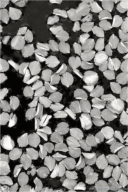 Petals, Water (B&W): Vancouver, BC, Canada (2005-00-00) - Fine art black and white photograph of pale white flower petals scattered on the dark surface of a puddle