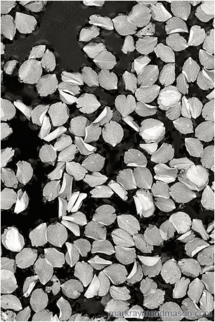 Fine art black and white photograph of pale white flower petals scattered on the dark surface of a puddle