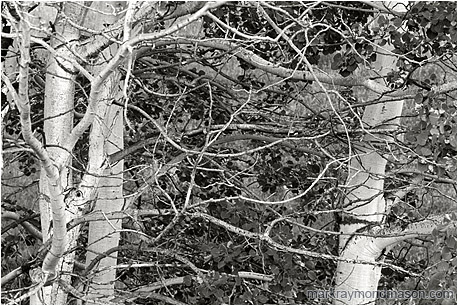 Fine art black and white photograph of slender, curved aspen branches shaped by the wind