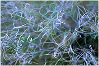 Spring Grasses: Near Princeton, BC, Canada (2005) - Abstract photograph showing blue and white grasses, curled into intricate patterns