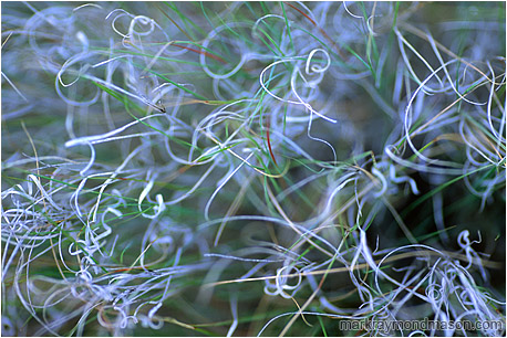 Abstract photograph showing blue and white grasses, curled into intricate patterns