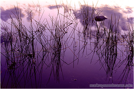 Fine art photograph of rocks, reeds and reflections in a calm pond