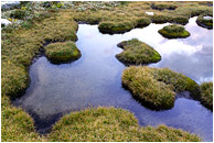Alpine Grasses, Reflection Pool: Gwilliam Lakes, BC
