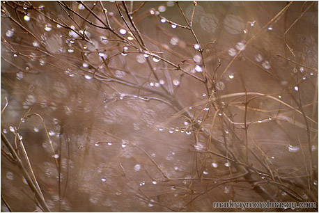 Nature photograph of bright water beading on blurry willow branches with washes of color in the background