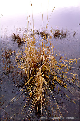 Fine art nature photograph of a bunch of pond weeds on the surface of a blue, calm lake with surface reflections