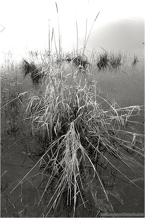 Bunchgrass, Calm Water (B&W): Near Princeton, BC, Canada (2006-00-00) - Fine art black and white photograph of pale swamp grass set against calm grey, luminescent water