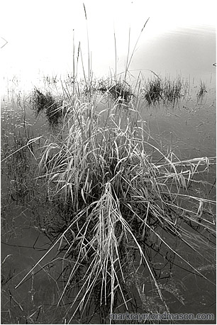Fine art black and white photograph of pale swamp grass set against calm grey, luminescent water