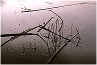 Silver Water, Floating Reeds: Near Princeton, BC, Canada (2006) - Fine art nature photograph of thick reeds lying on the silver surface of a pond with a pale wash of reflected sky and clouds in the background