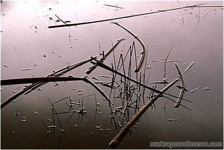 Fine art nature photograph of thick reeds lying on the silver surface of a pond with a pale wash of reflected sky and clouds in the background