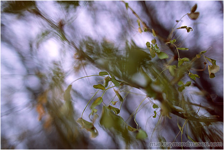 Abstract photograph of pale yellow and green leaves against a dynamic, moving background