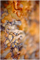 Colourful Bark: Near Princeton, BC, Canada (2007) - Abstract fine art photograph showing waves of blurry, multi-coloured pine bark