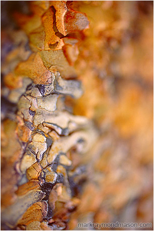 Abstract fine art photograph showing waves of blurry, multi-coloured pine bark
