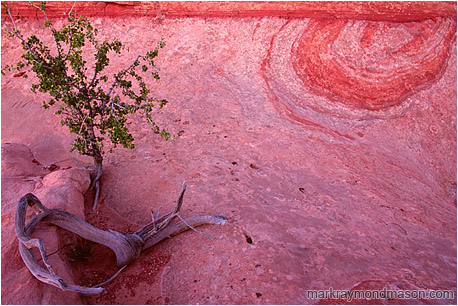 Fine art photograph of a tree growing out of colourful, wind-eroded sandstone