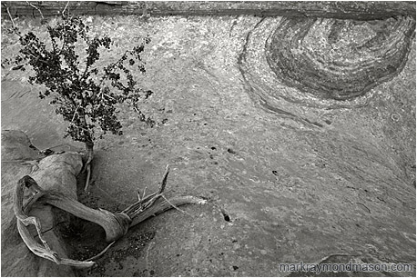 Fine art black and white photograph of a small tree growing out of multi-toned, patterned sandstone