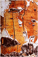 Cracked Aspen Trunk: Near Bryce Canyon, UT, USA (2007) - Abstract photograph of layered white bark and aged, cracked yellow wood